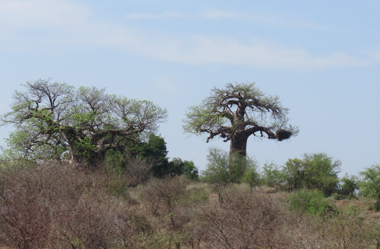 PAFURI: Kruger's Northern Secret