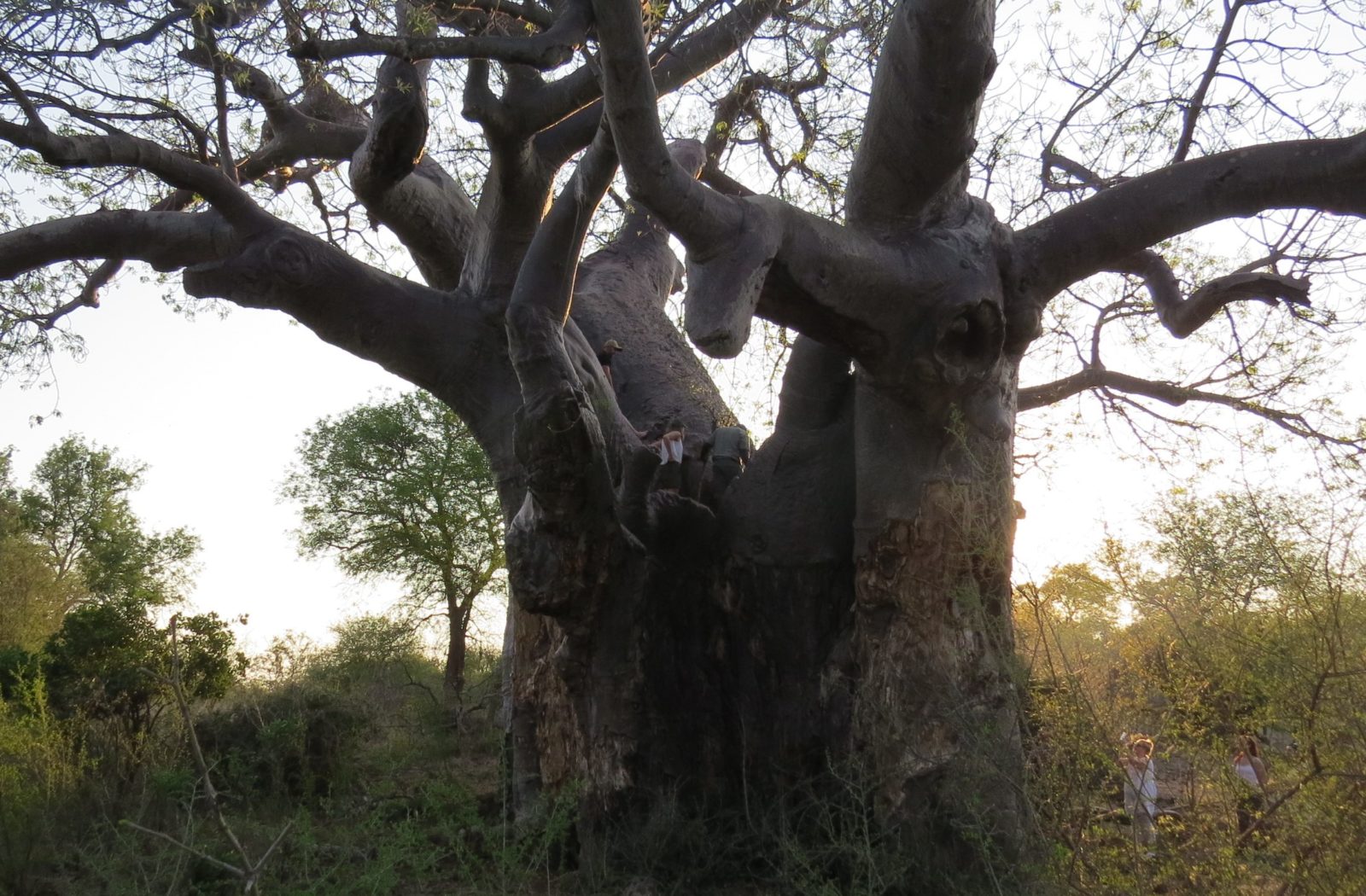 PAFURI: Kruger's Northern Secret