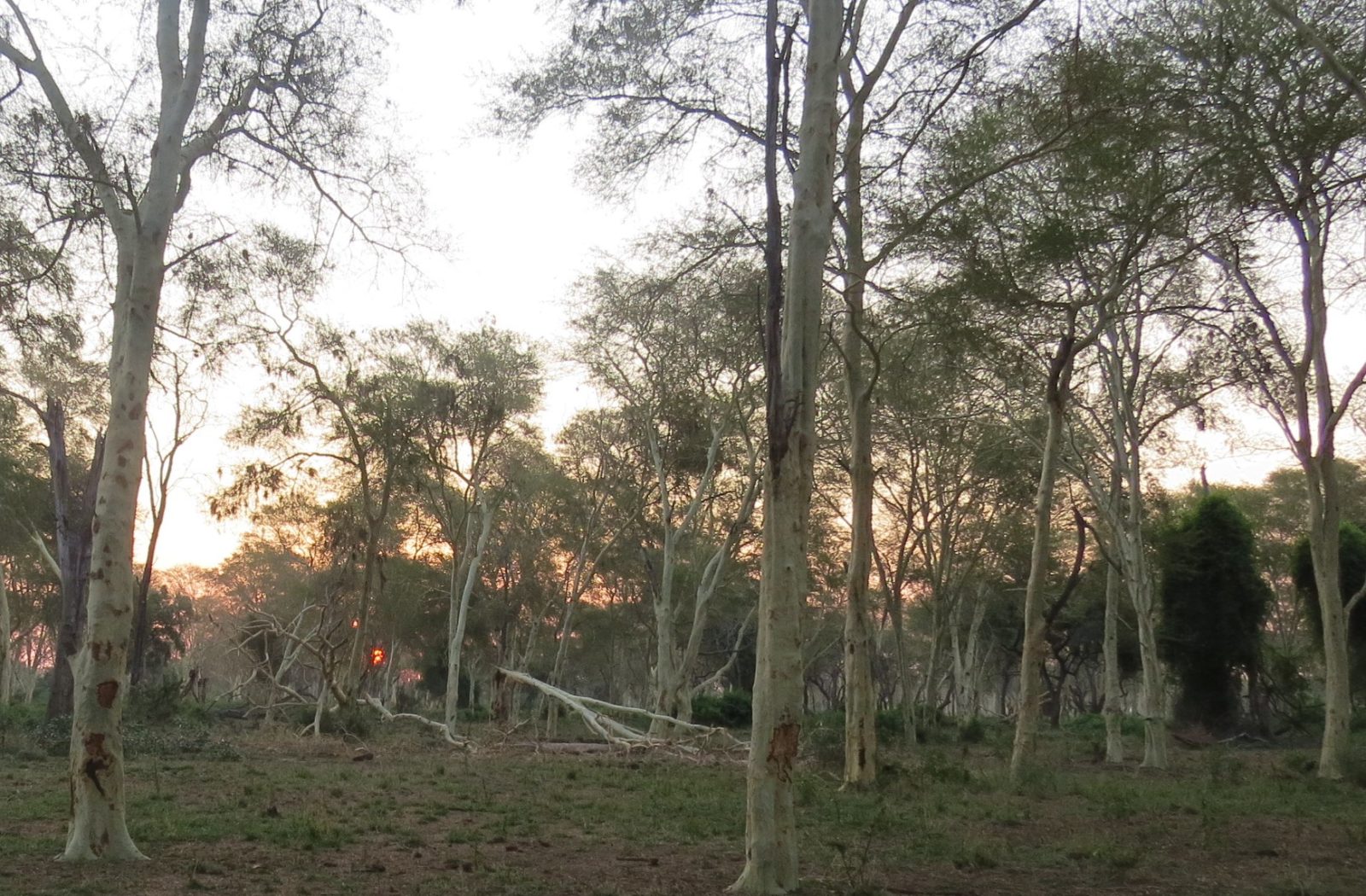 PAFURI: Kruger's Northern Secret