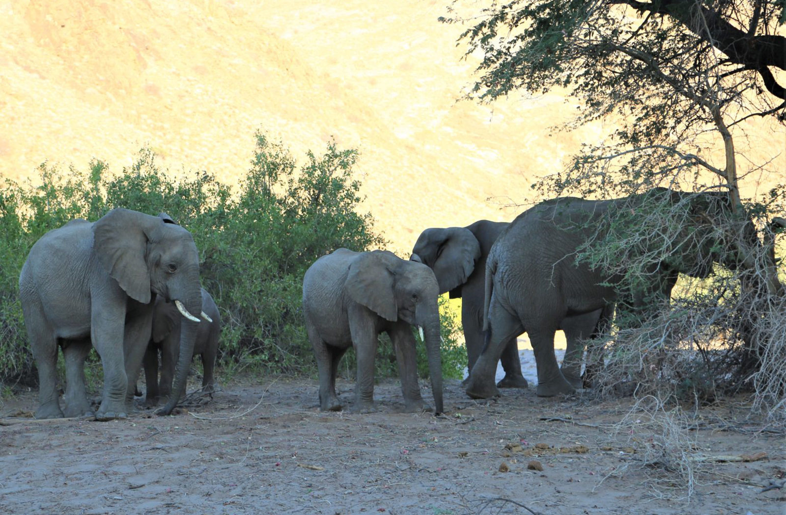 Self-Drive Adventures through Namibia