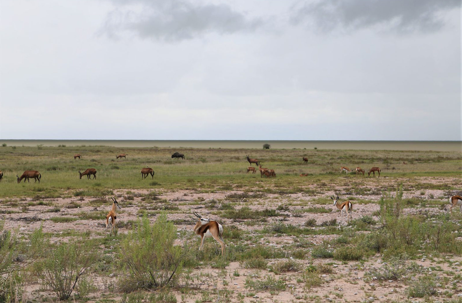 Self-Drive Adventures through Namibia