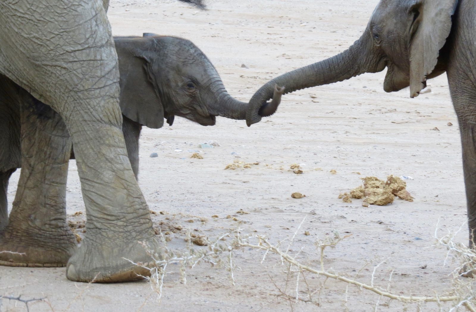 Self-Drive Adventures through Namibia