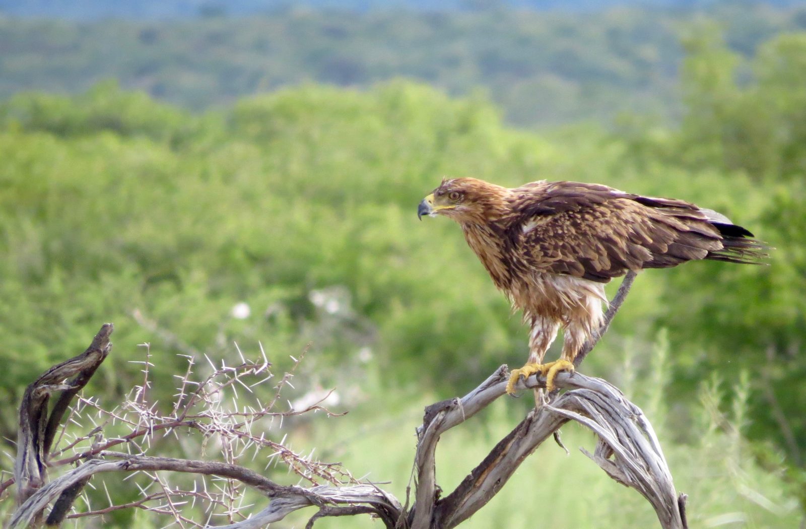 Self-Drive Adventures through Namibia