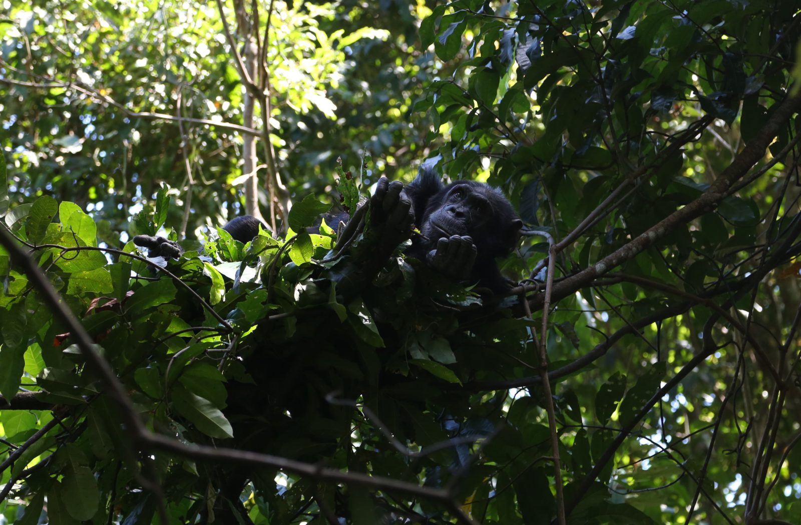 The Beaches & Chimps of Greystoke Mahale