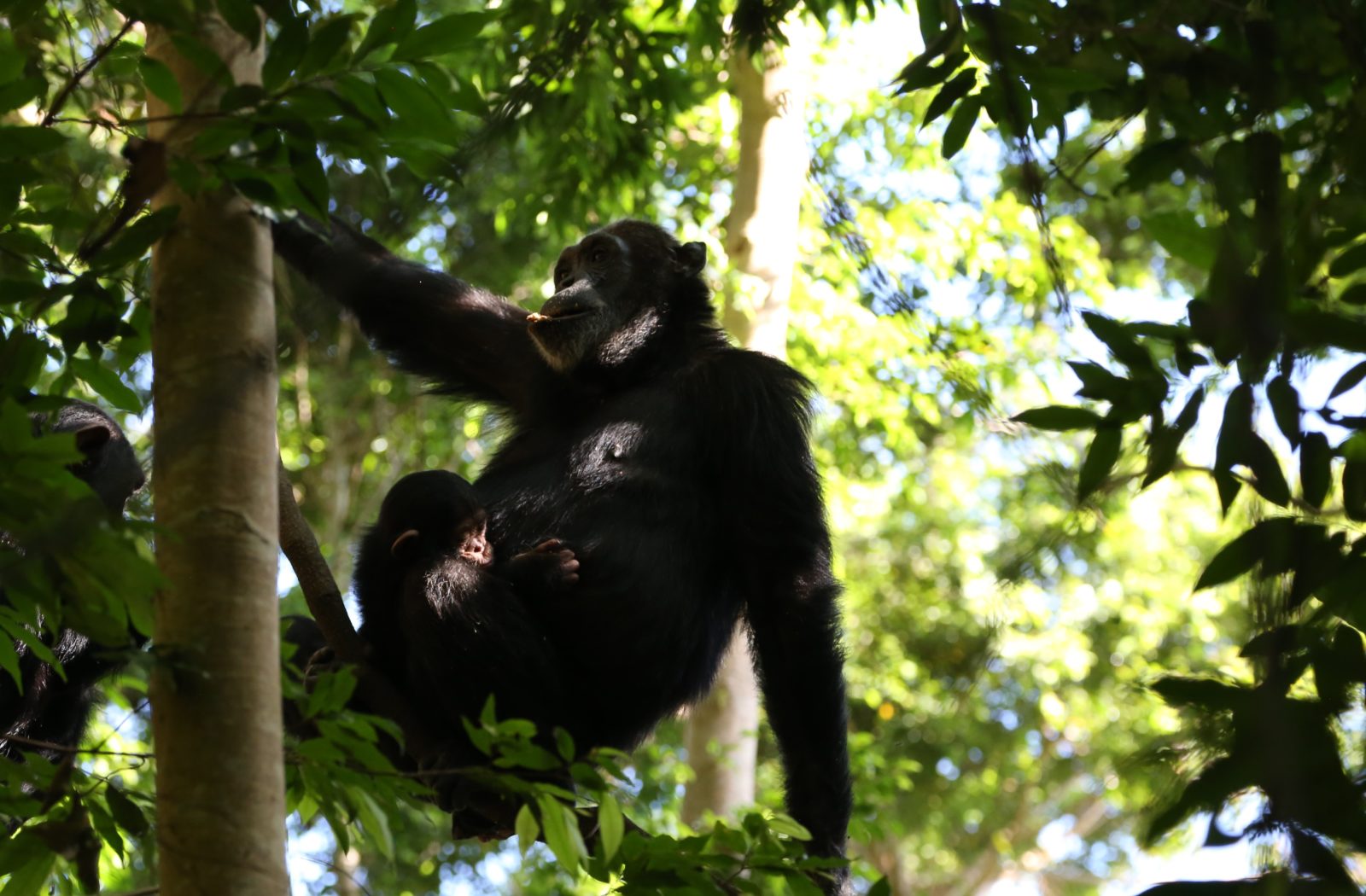 The Beaches & Chimps of Greystoke Mahale