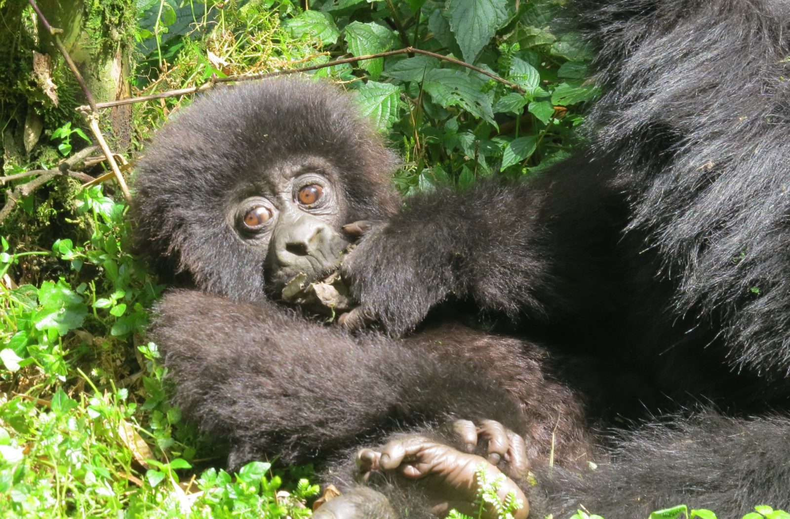 Exploring Rwanda