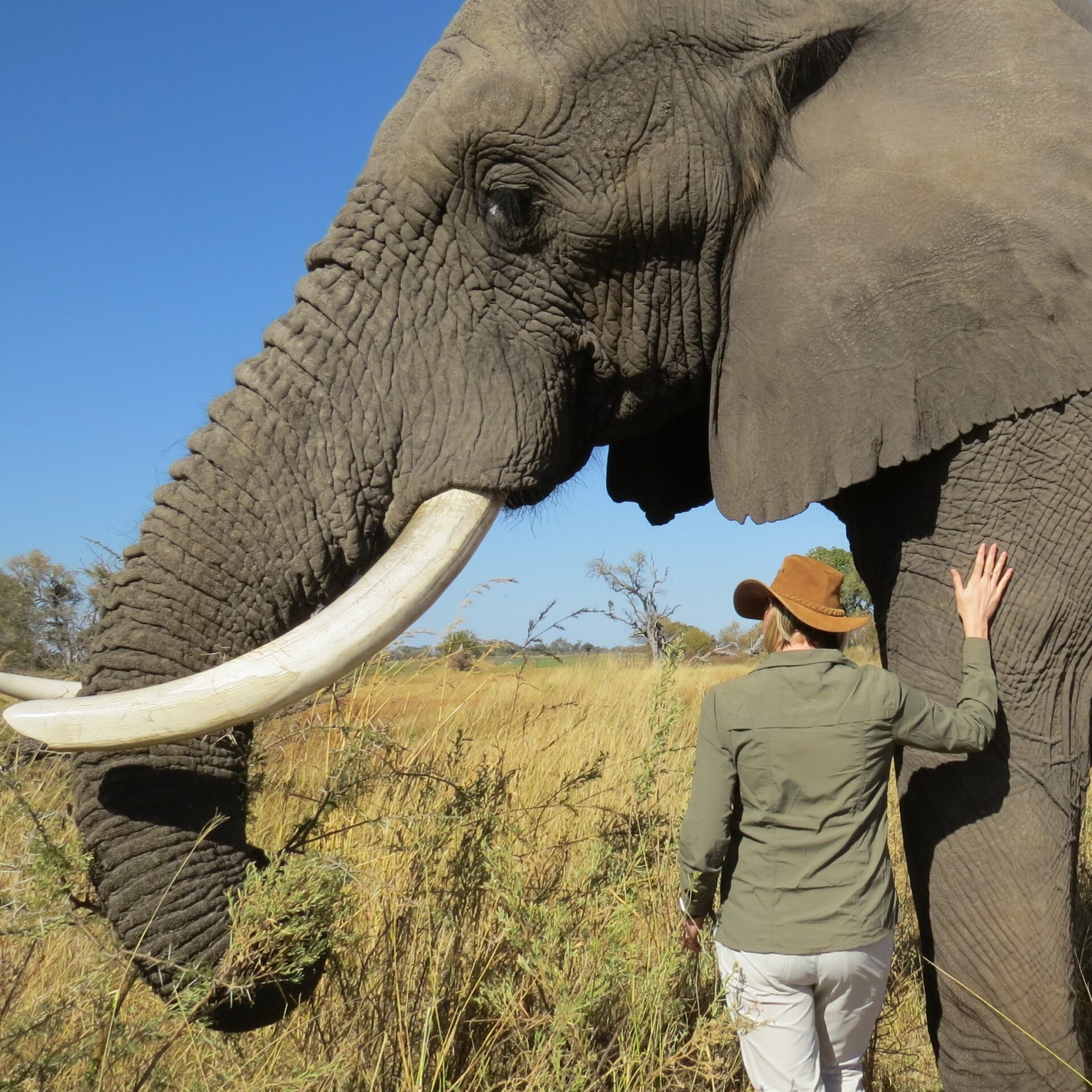 The Year of the elephant - Livingstone Safari