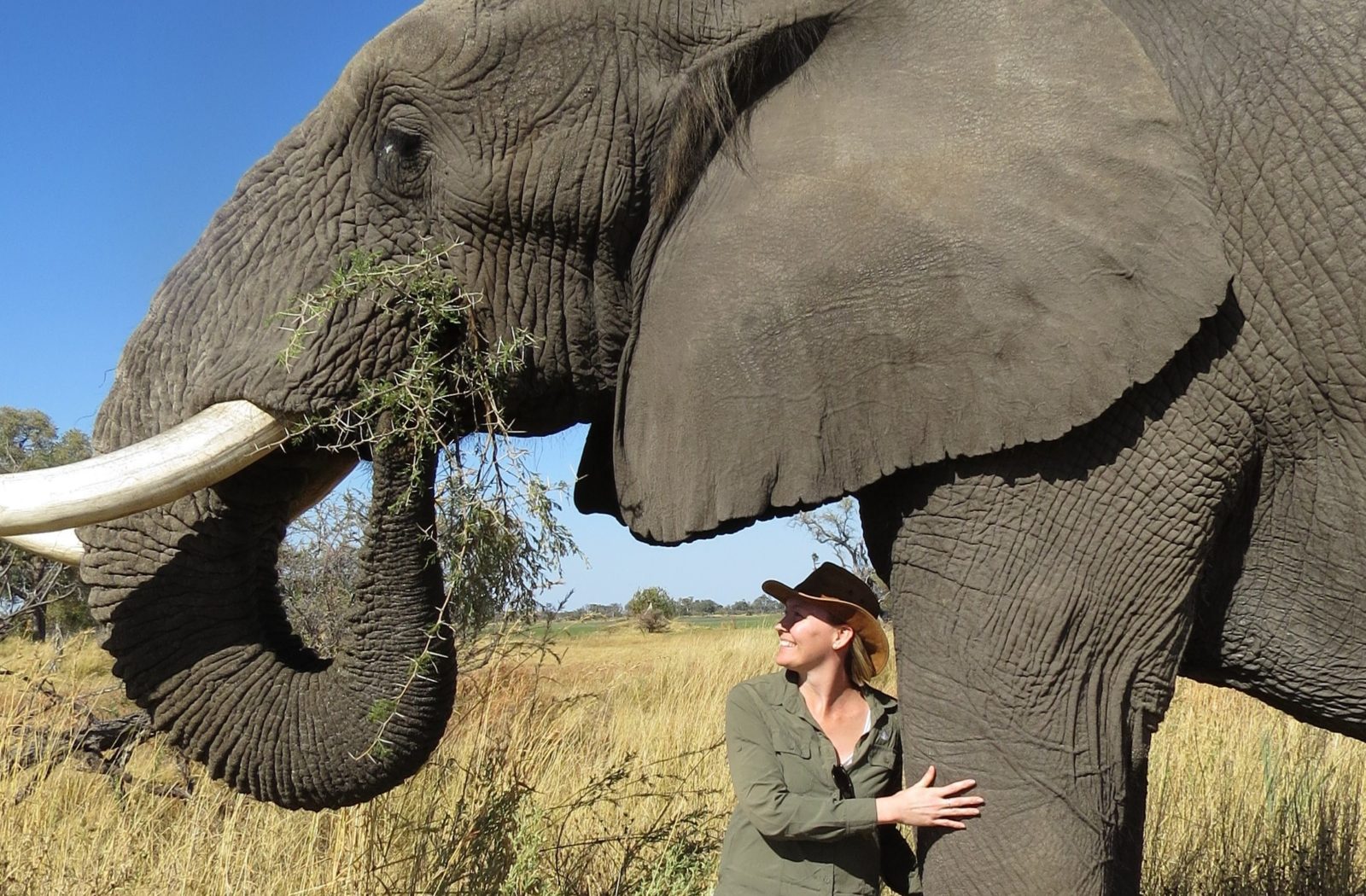 The Year of the elephant