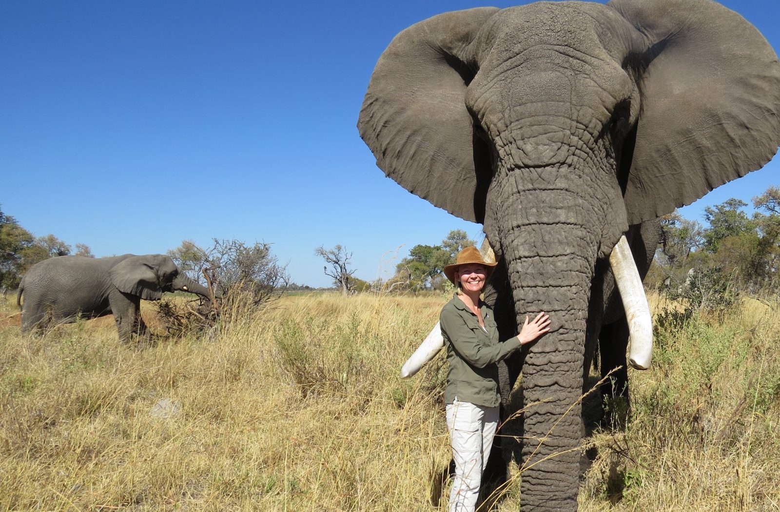 The Year of the elephant