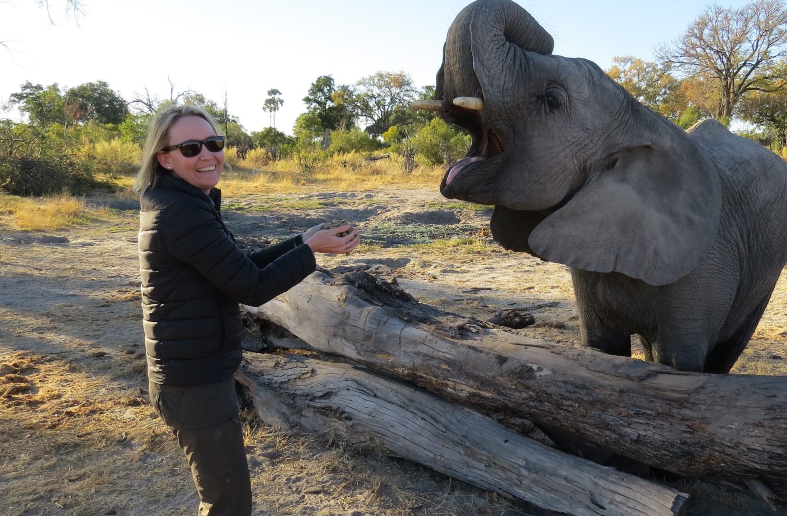 The Year of the elephant