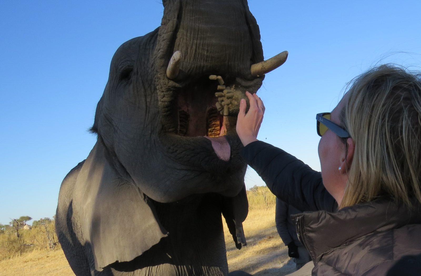 The Year of the elephant