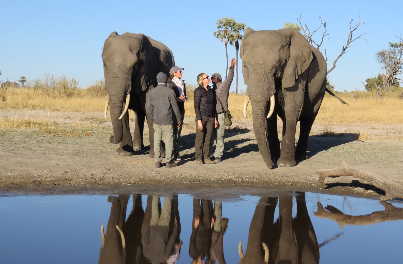 The Year of the elephant