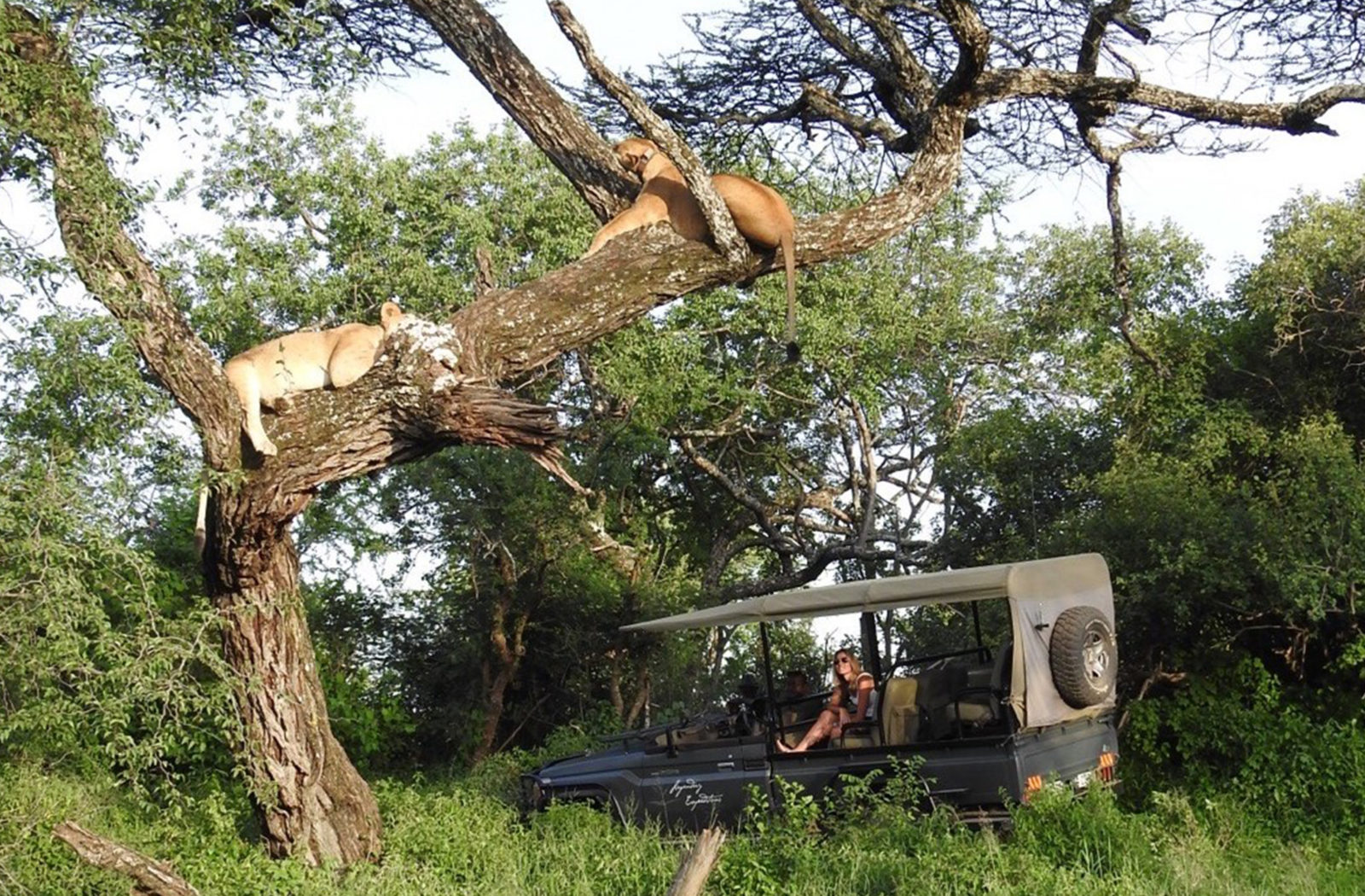 Mwiba-lions