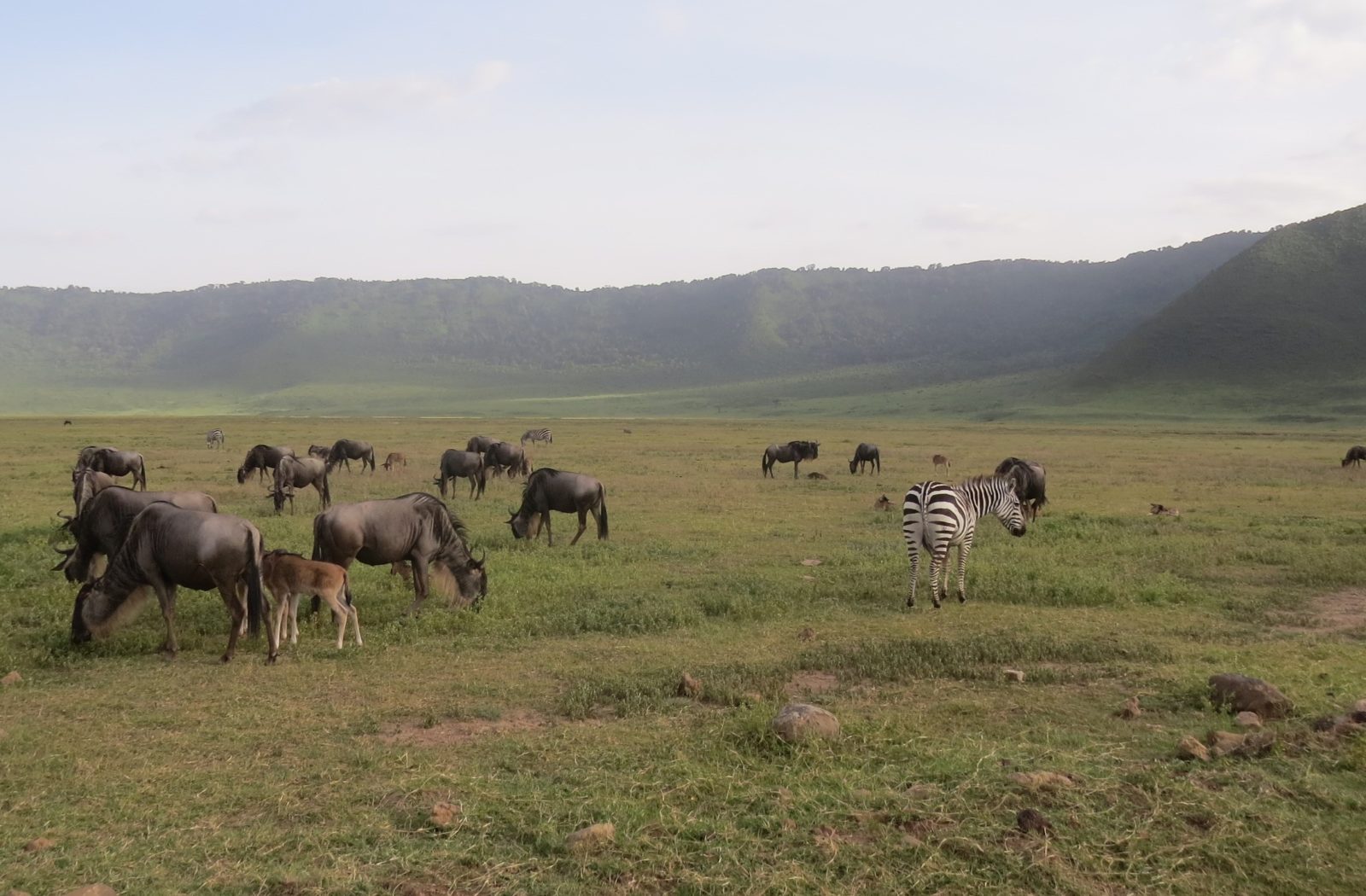 Ngorongoro Crater