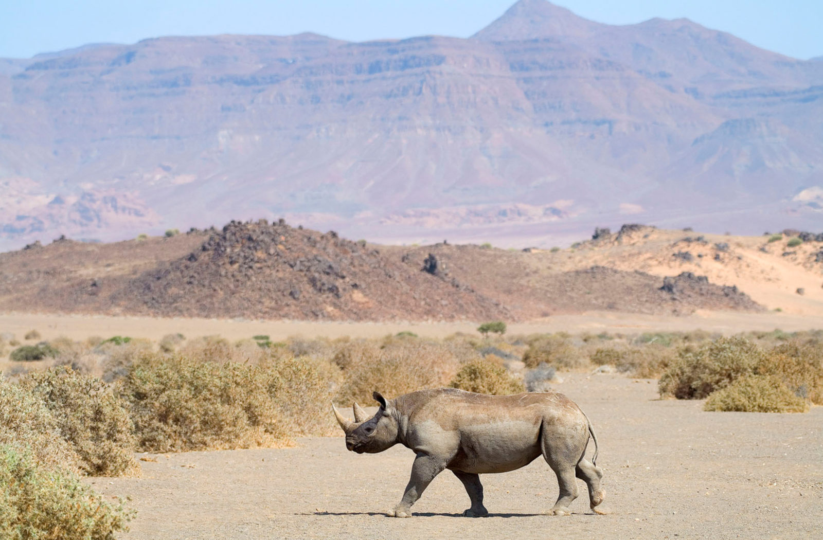 Desert-adapted Rhino