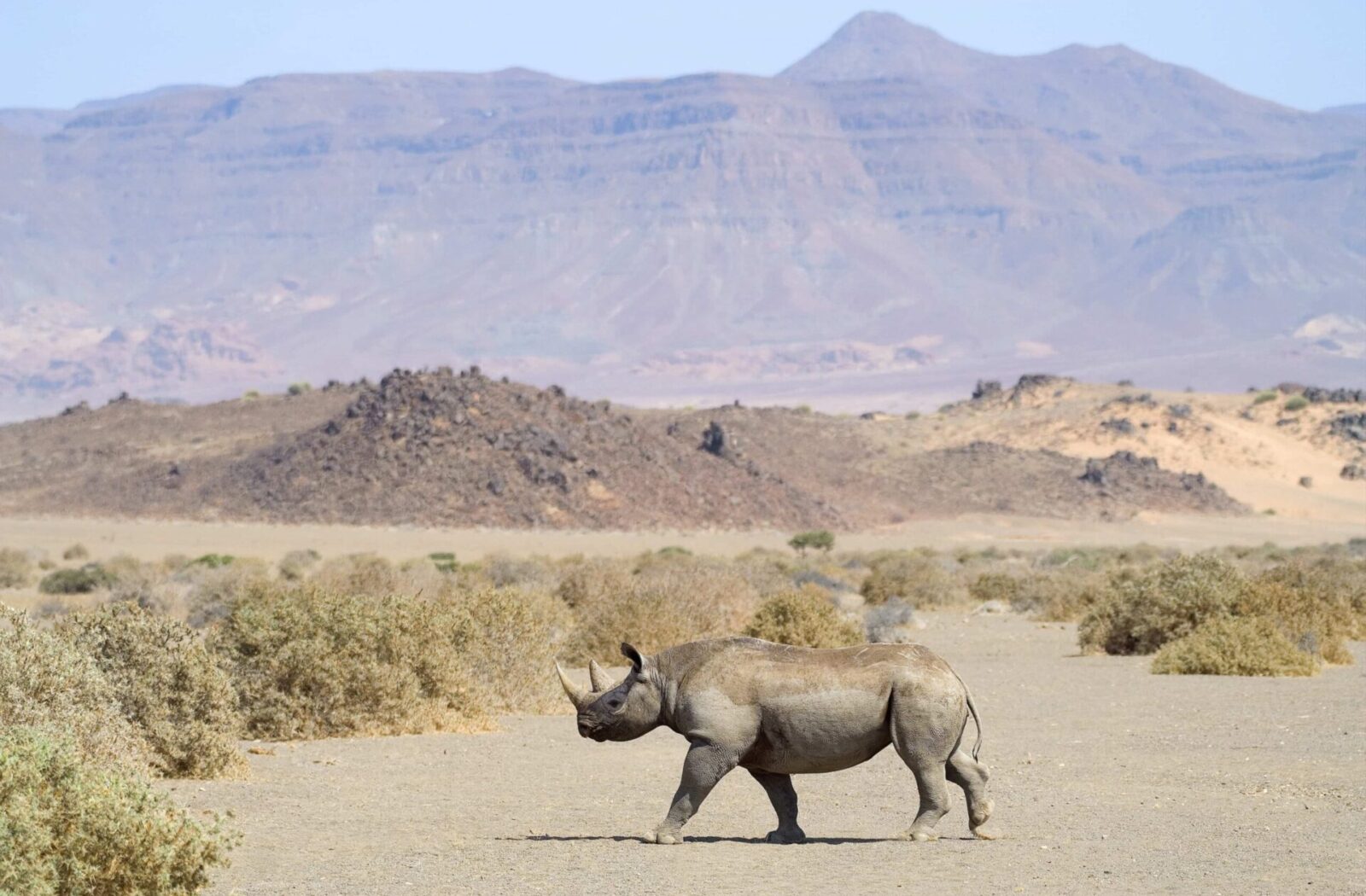 Desert Adapted Wildlife
