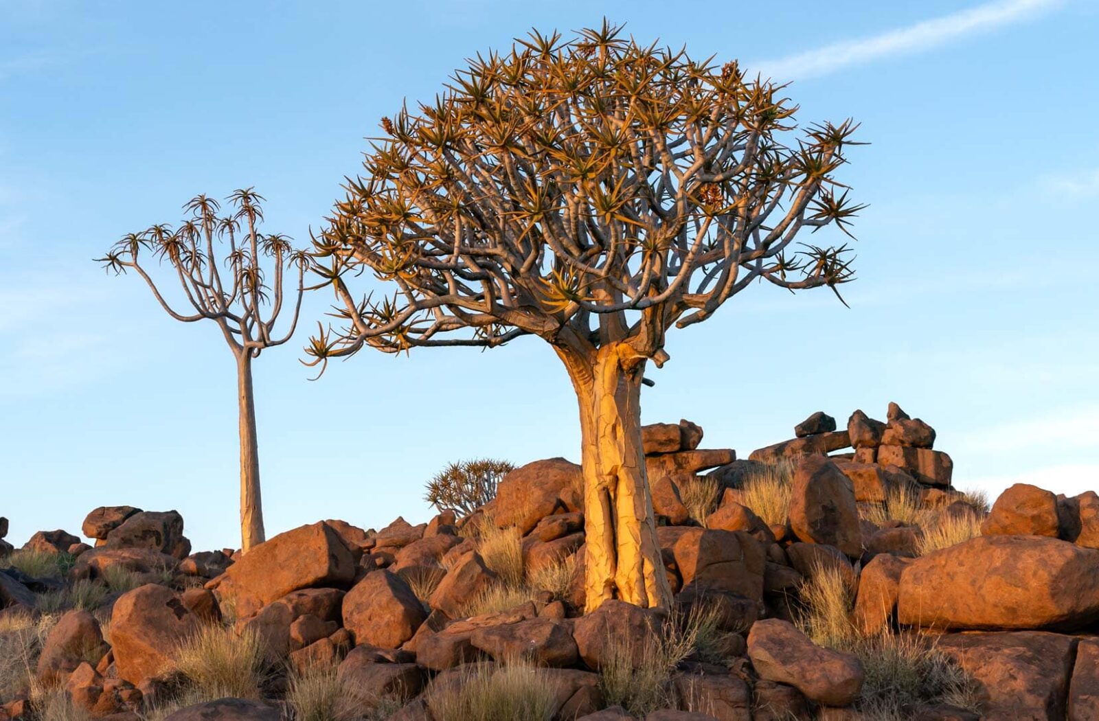 Distinctive Vegetation