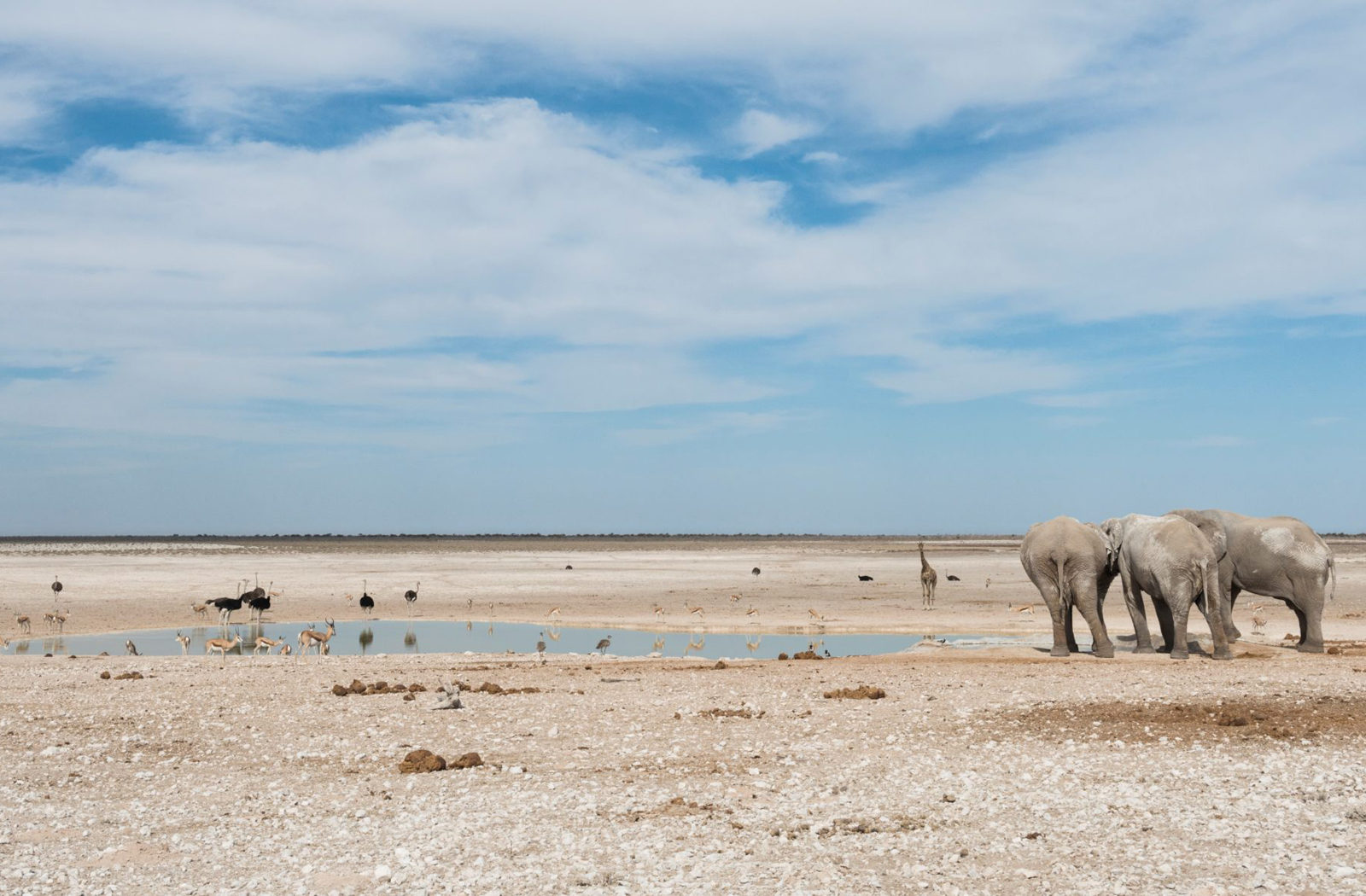 Etosha Safari