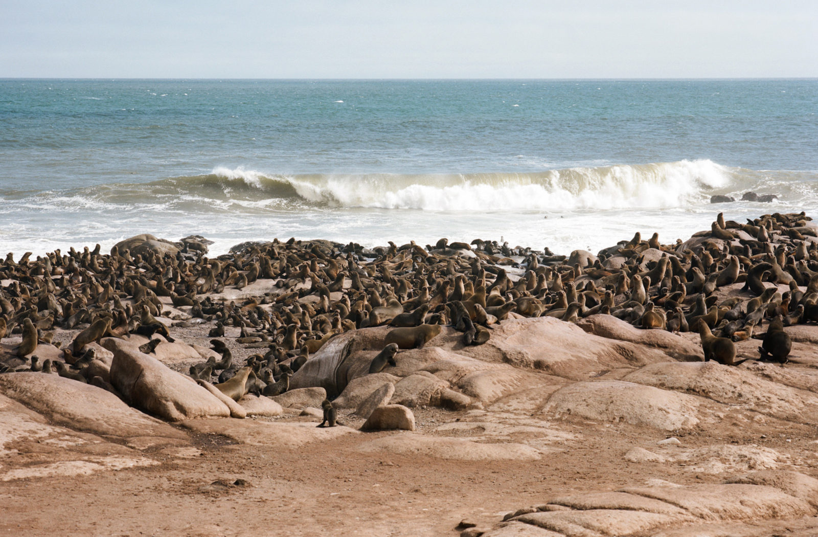 Möwe Bay seal Colony, Skeleton Coast