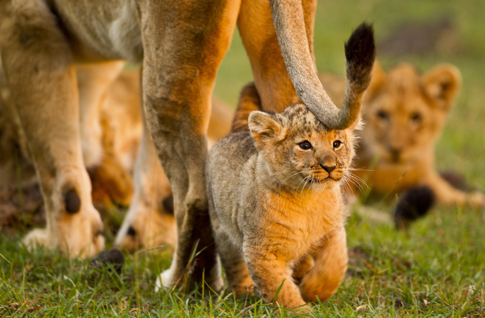 Lion pride in the Masai Mara