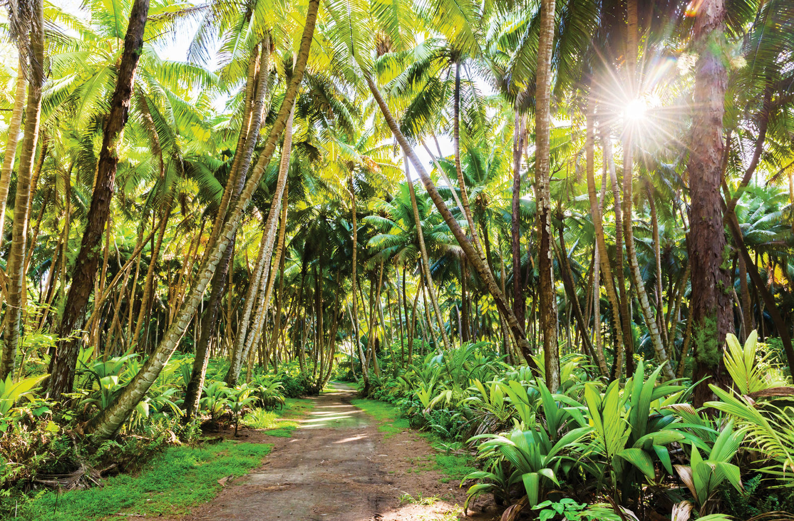 Island forests waiting to be explored