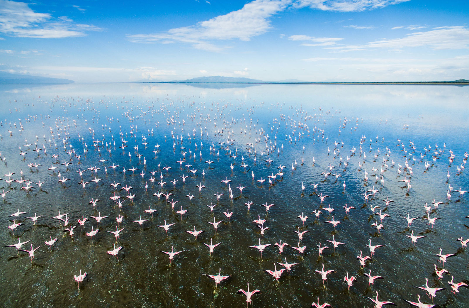 Flamingos, Lake Manyara