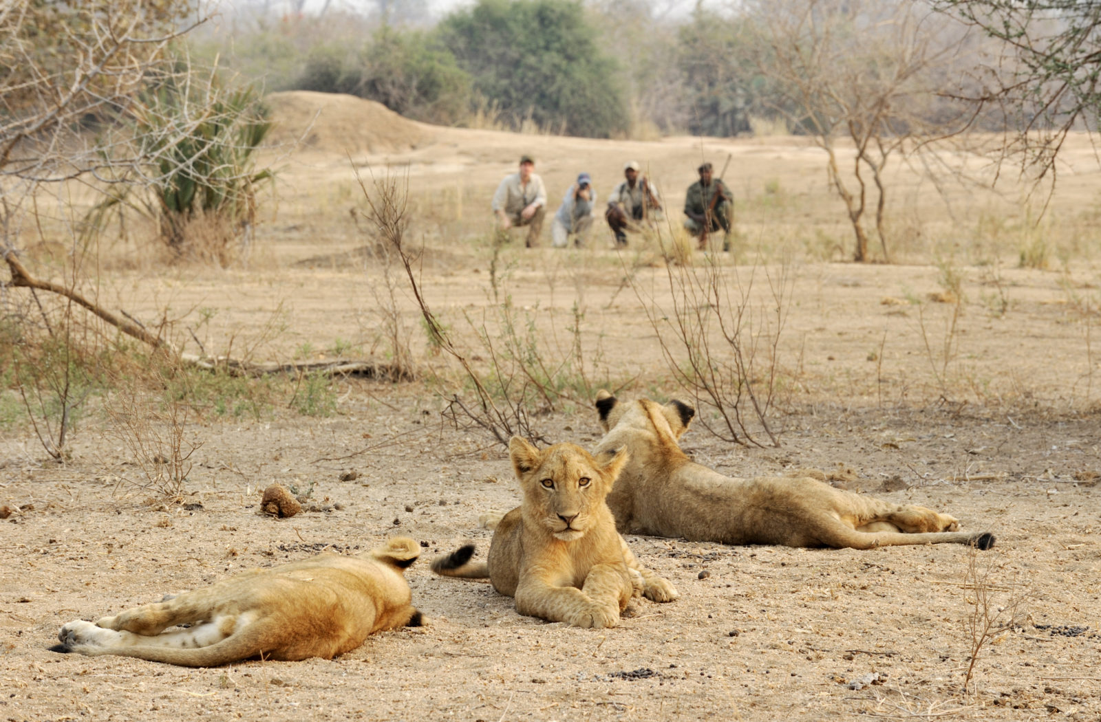 Lower Zambezi Walking Safari