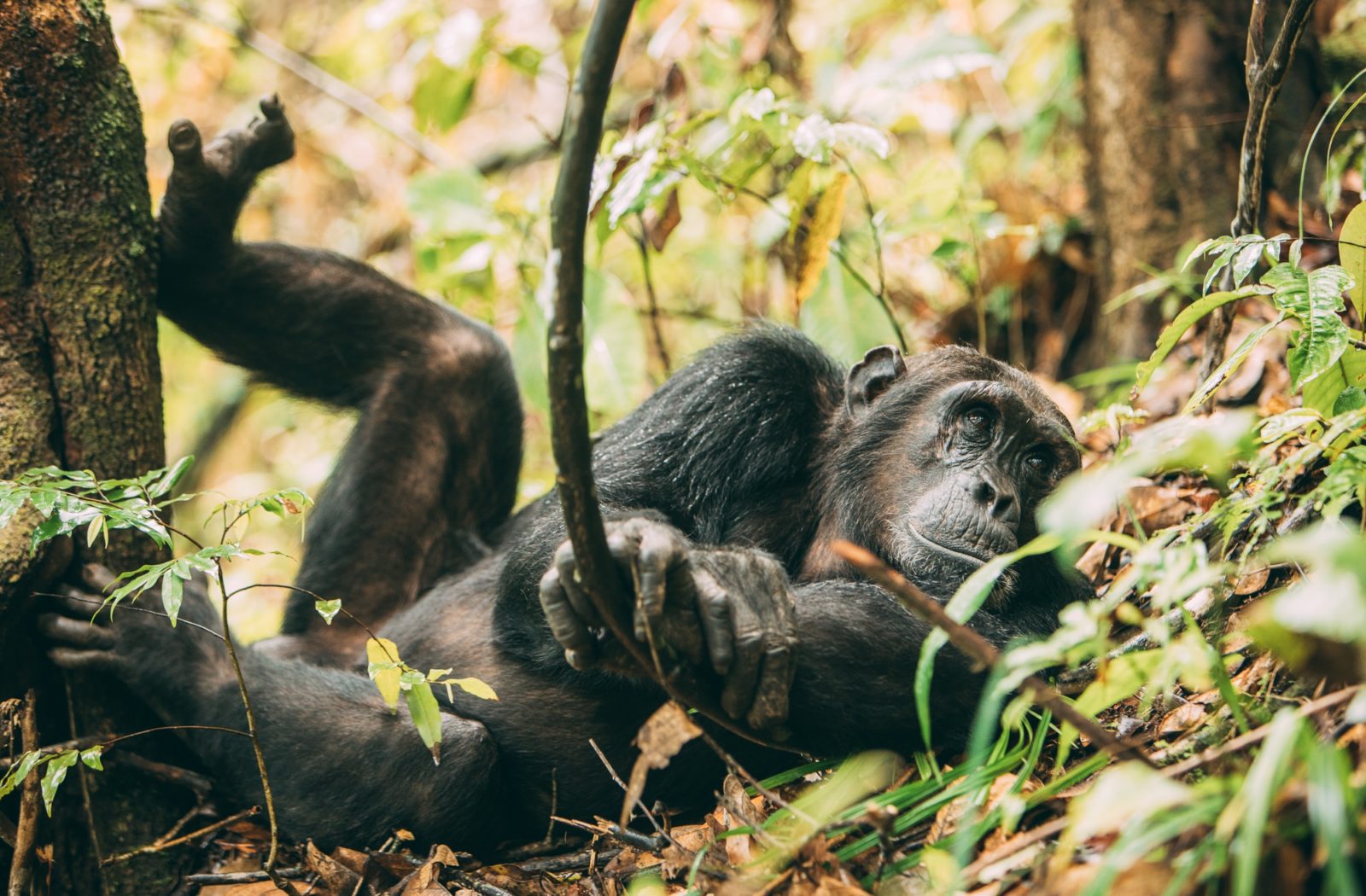 Chimpanzee Trekking, Greystoke Mahale