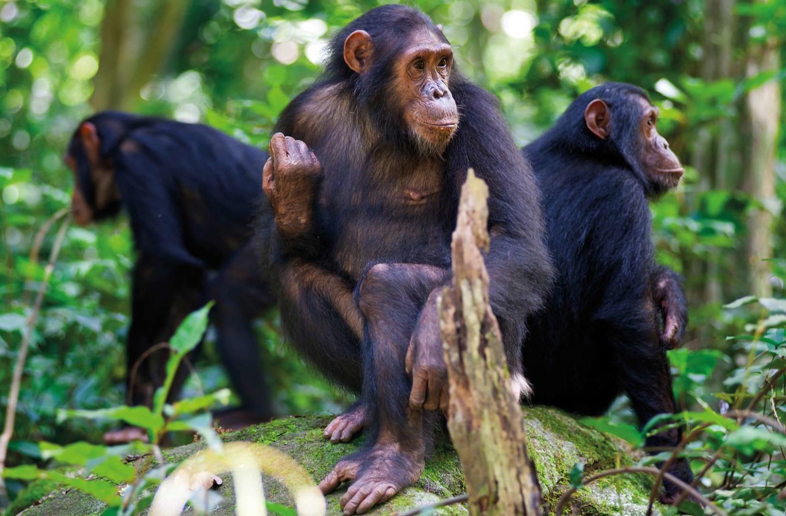 Chimpanzee trekking, Nyungwe Forest
