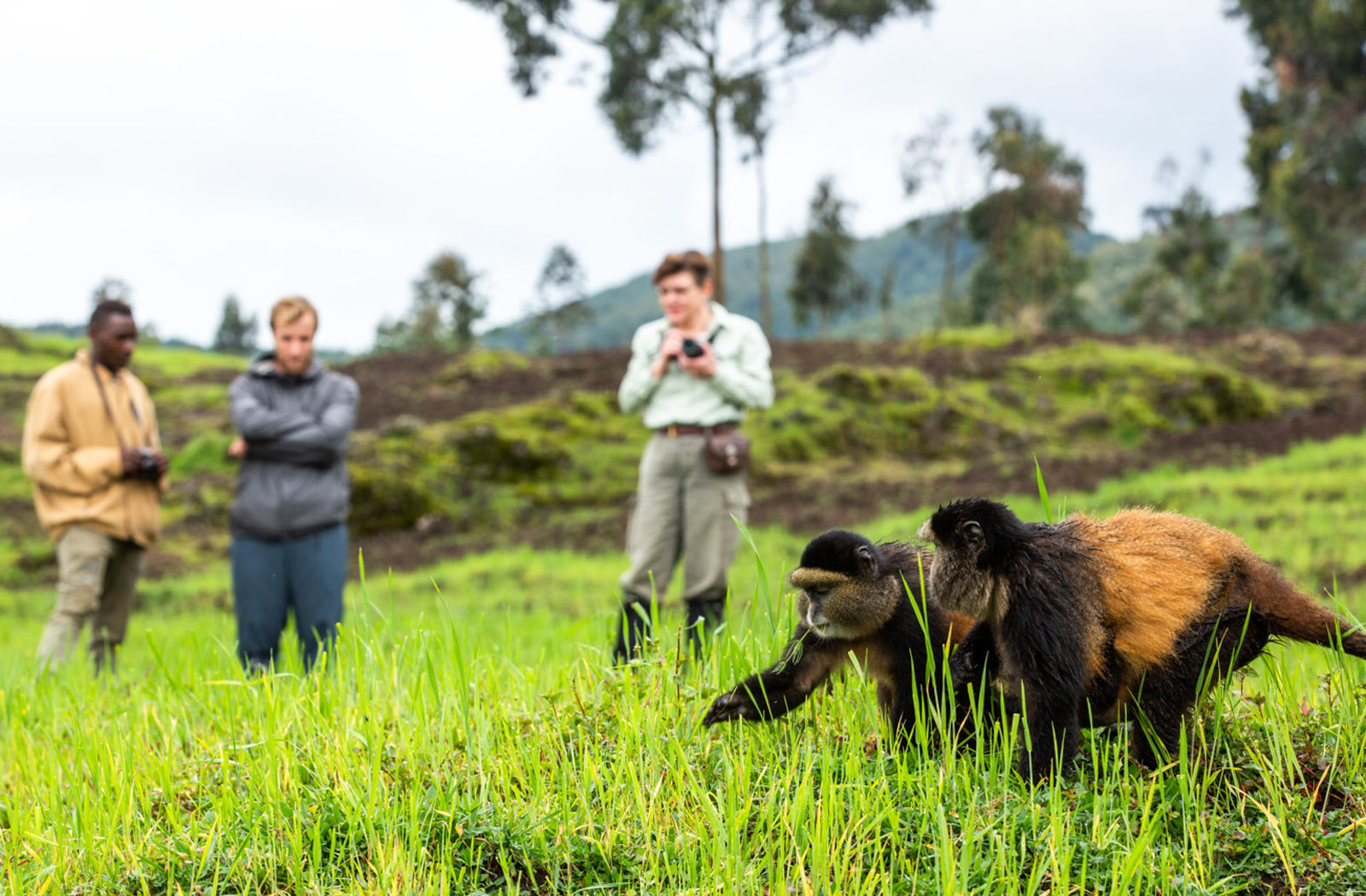 Golden Monkey Trek