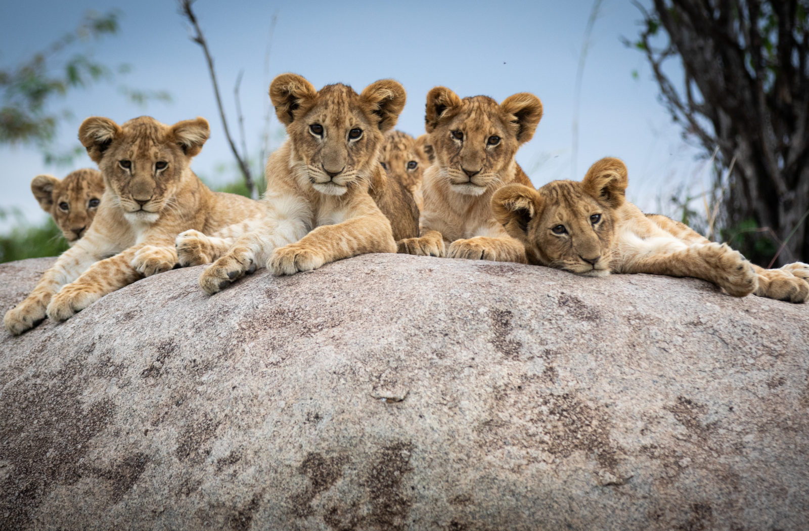 Serengeti Wildlife