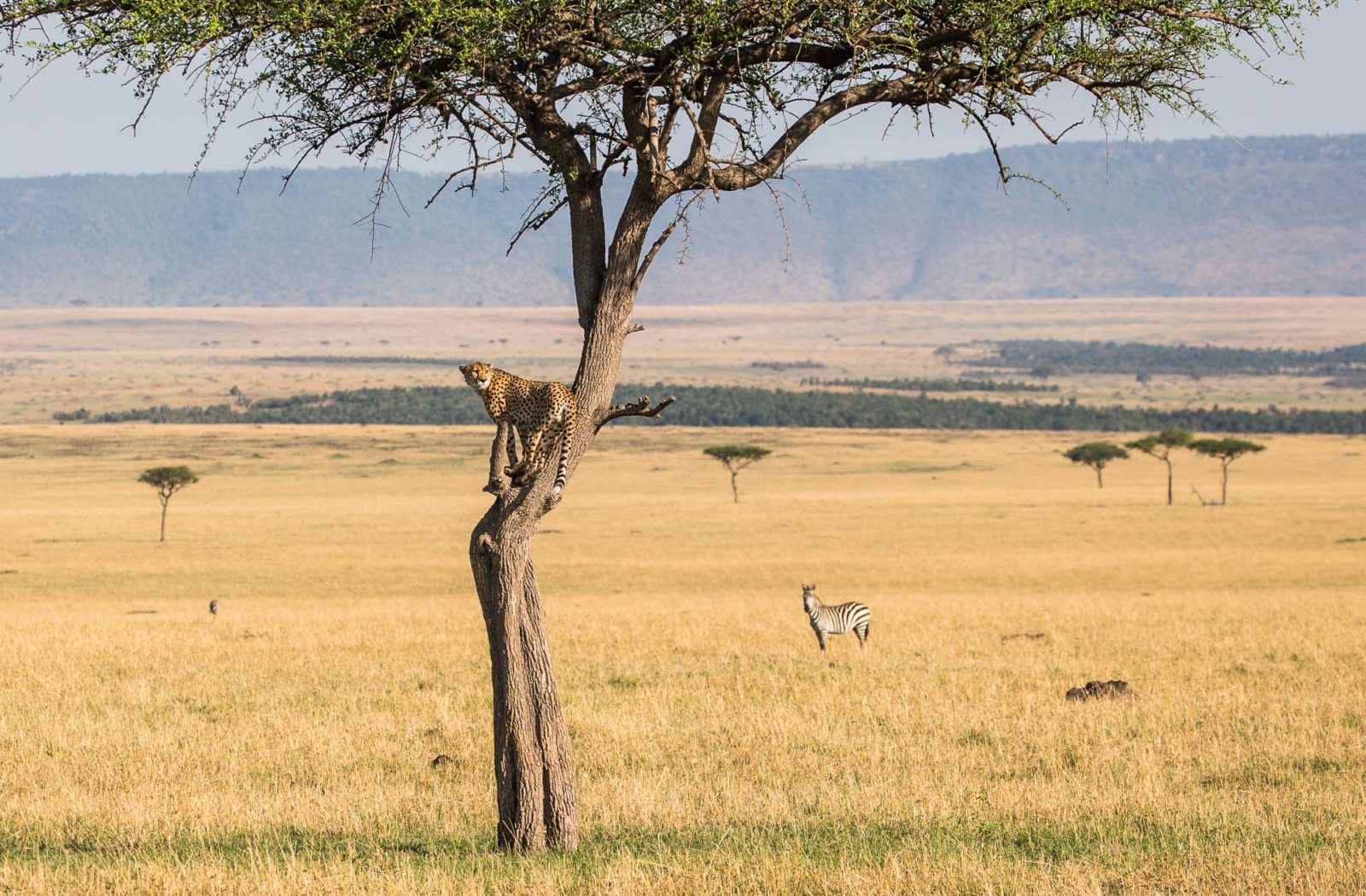 The Serengeti