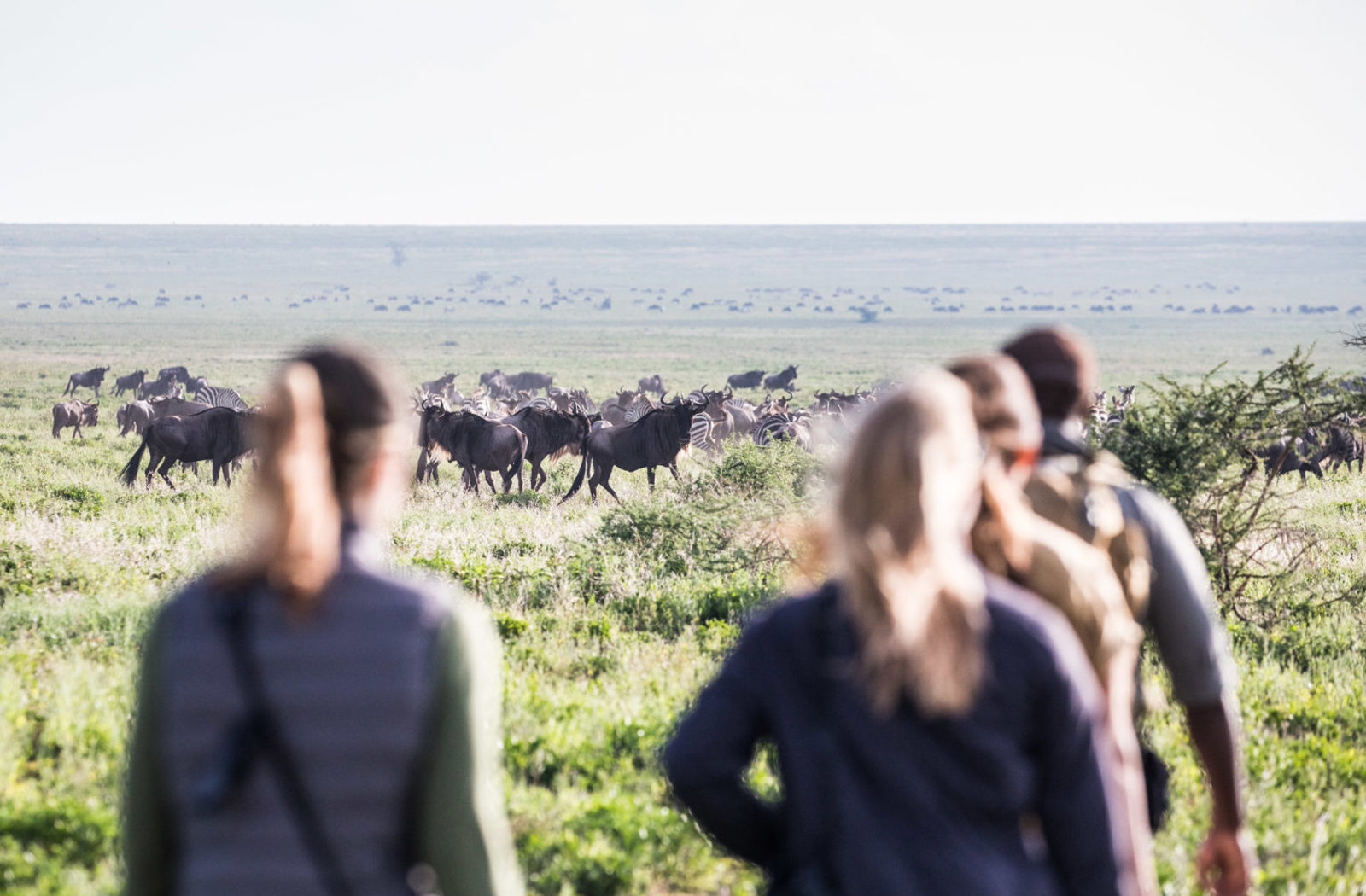 Serengeti Walking Safari