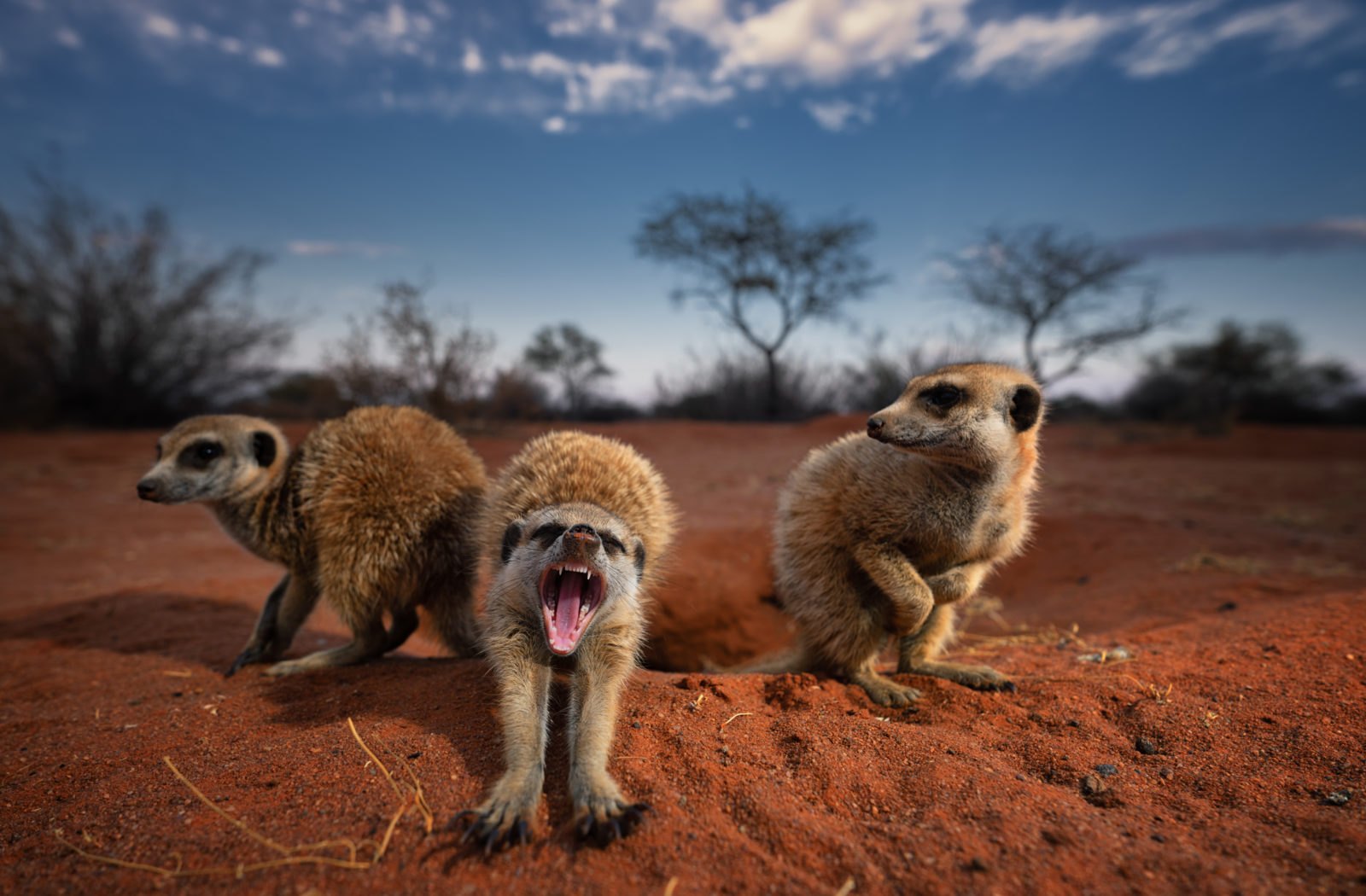 Up Close and Personal at Tswalu Kalahari