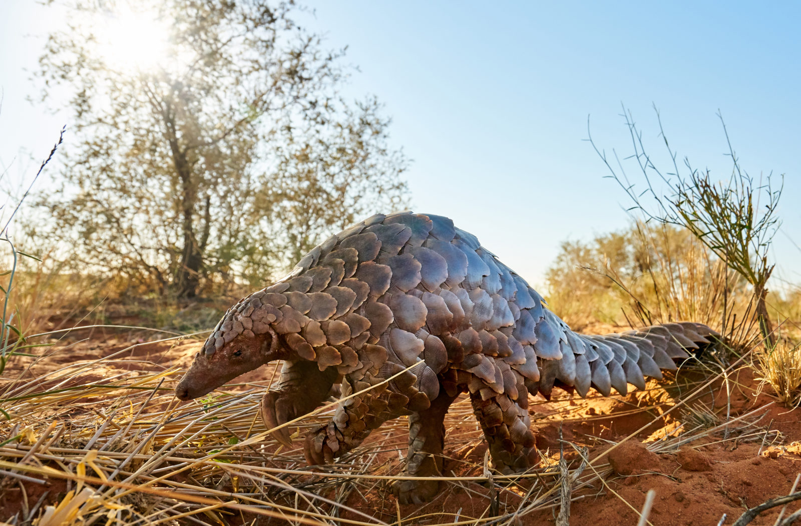 View the illusive Pangolin at Tswalu Kalahari