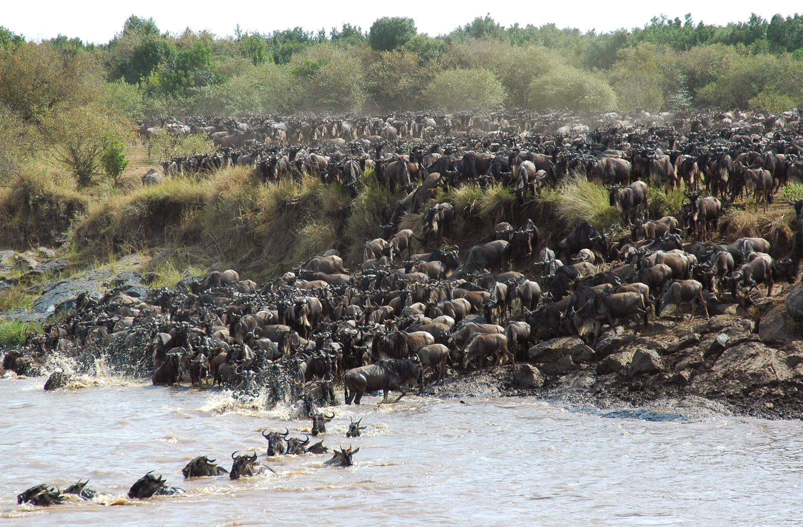 Migration river crossing