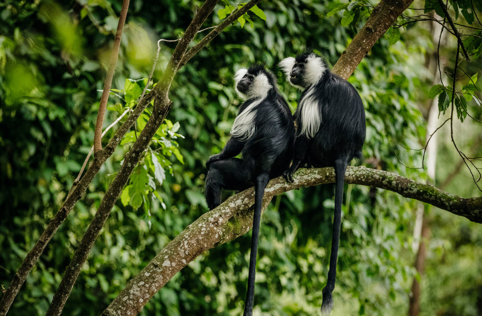 Colobus Monkey Trekking in Nyungwe Forest
