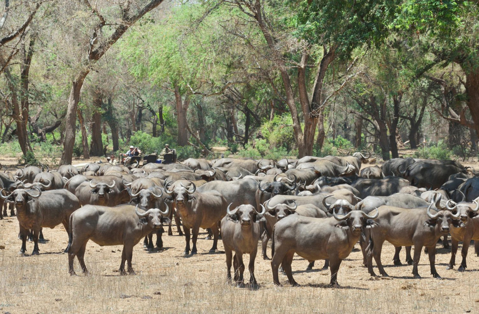 Game Drive, Lower Zambezi