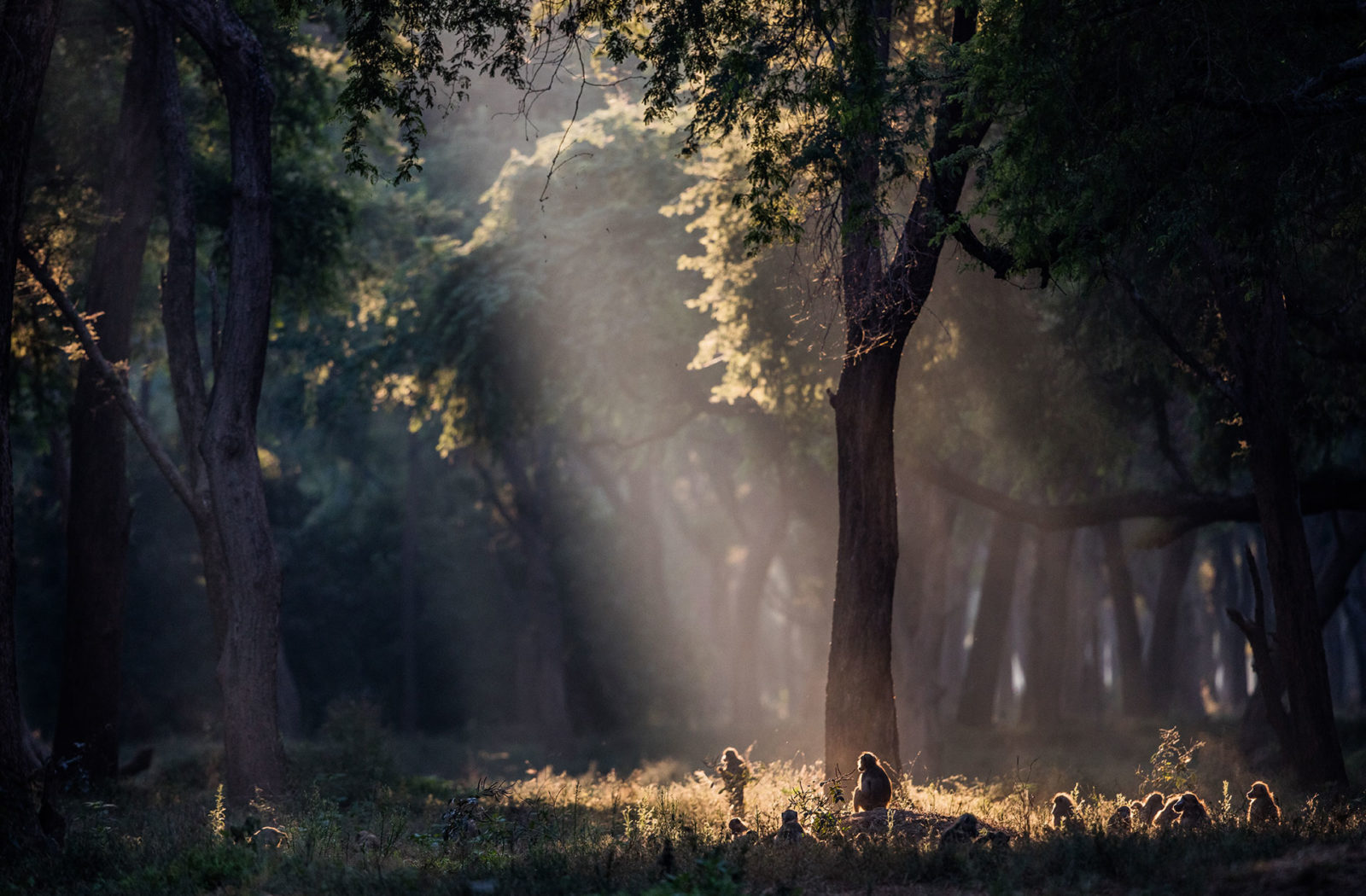 Baboons in Acacia forest, Lower Zambezi