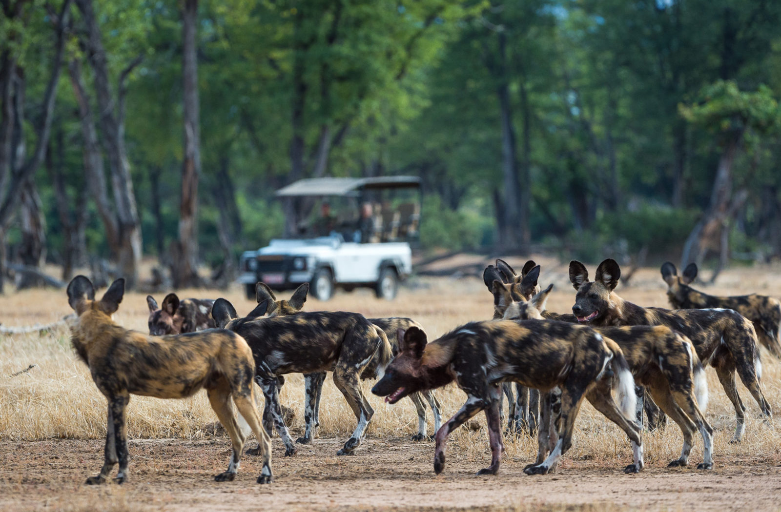 Wild Dogs in Mana Pools