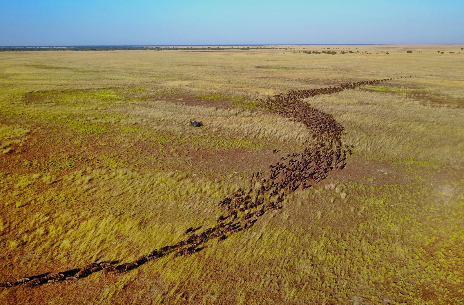 The second largest wildebeest migration is found in Luiwa Plain