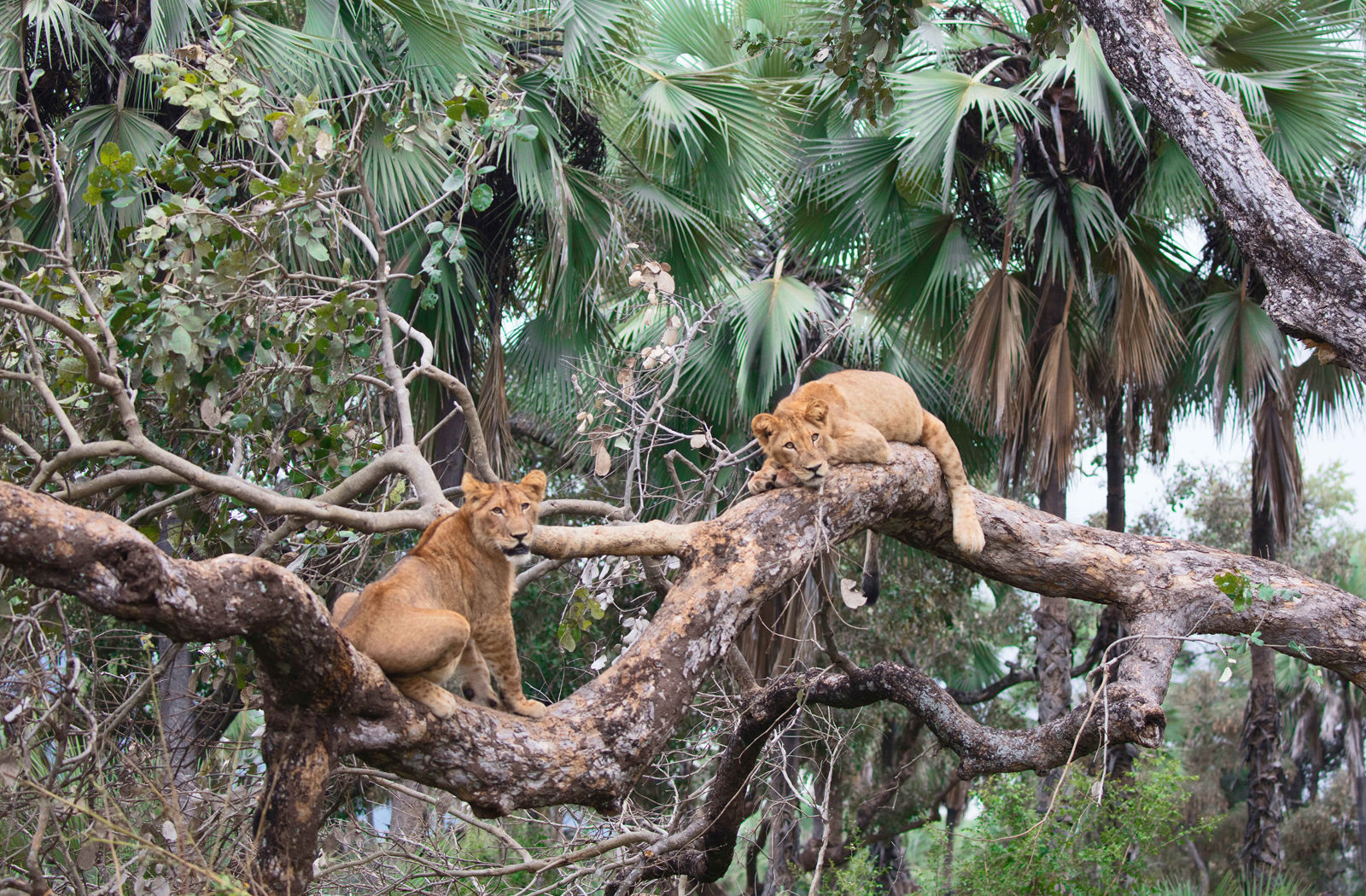 Lower zambezi