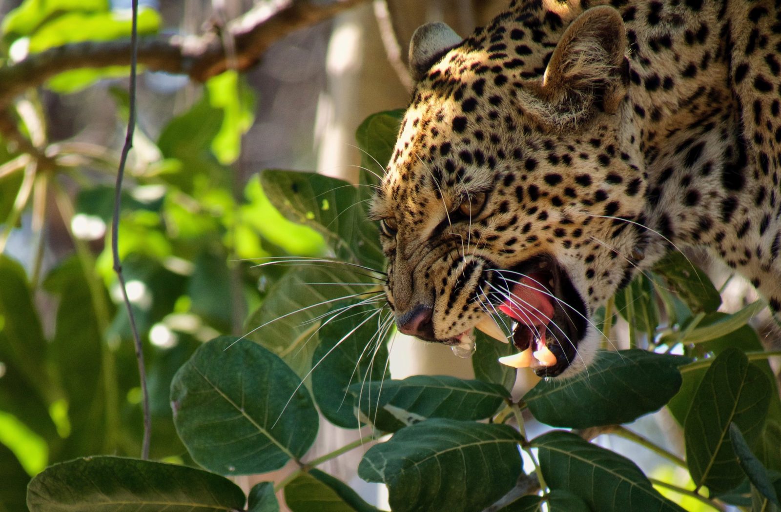 South Luangwa - the valley of the leopard