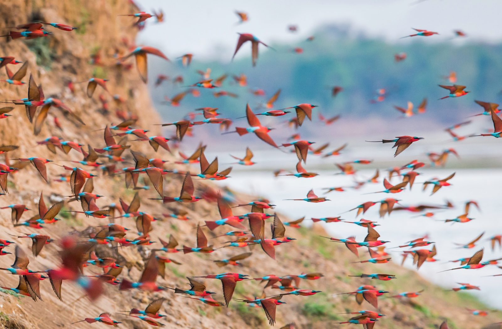 Carmine Bee-eaters along the Luangwa River