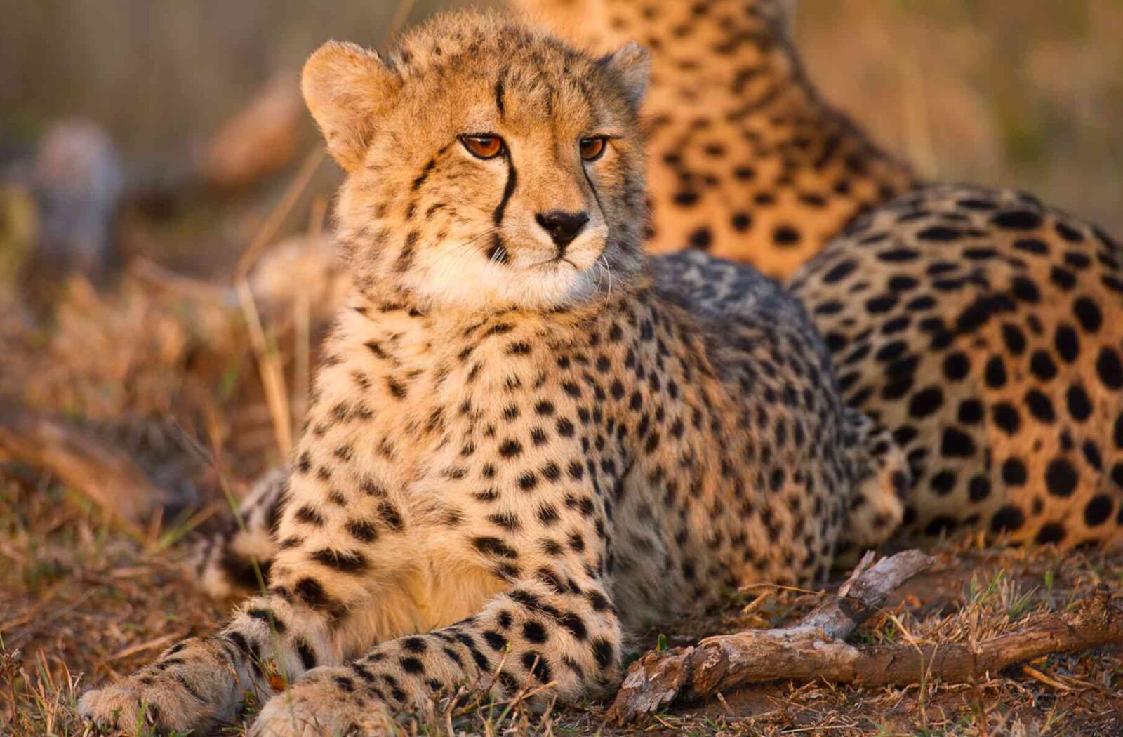 Wildlife