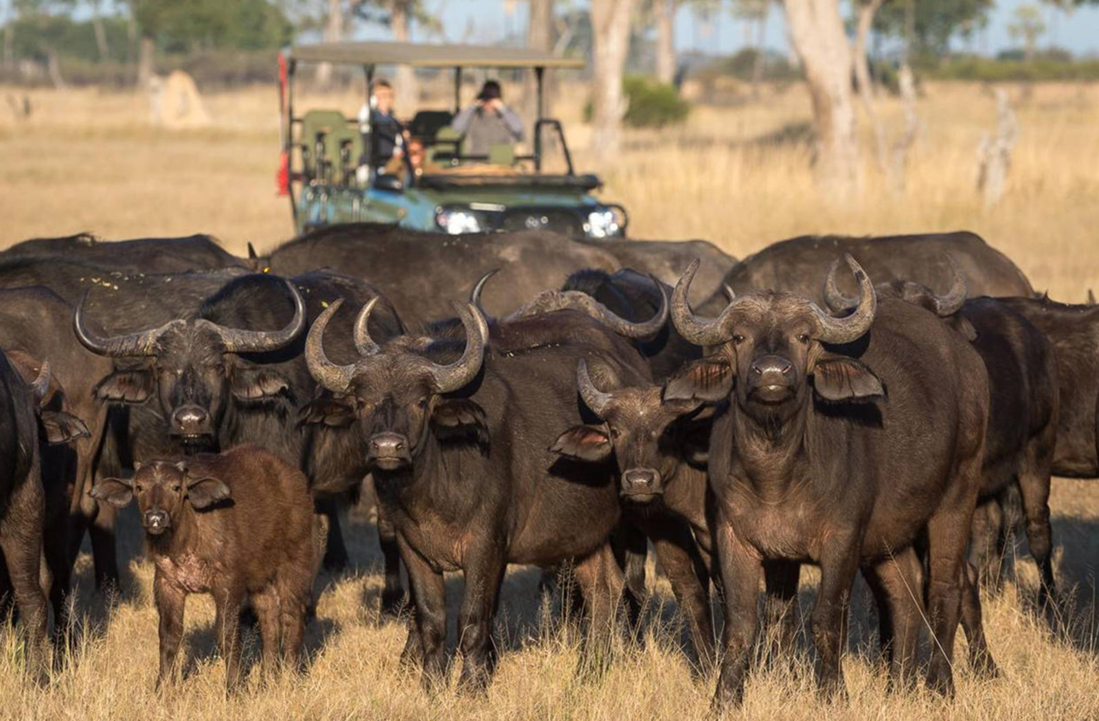 Game Drive, Hwange National Park