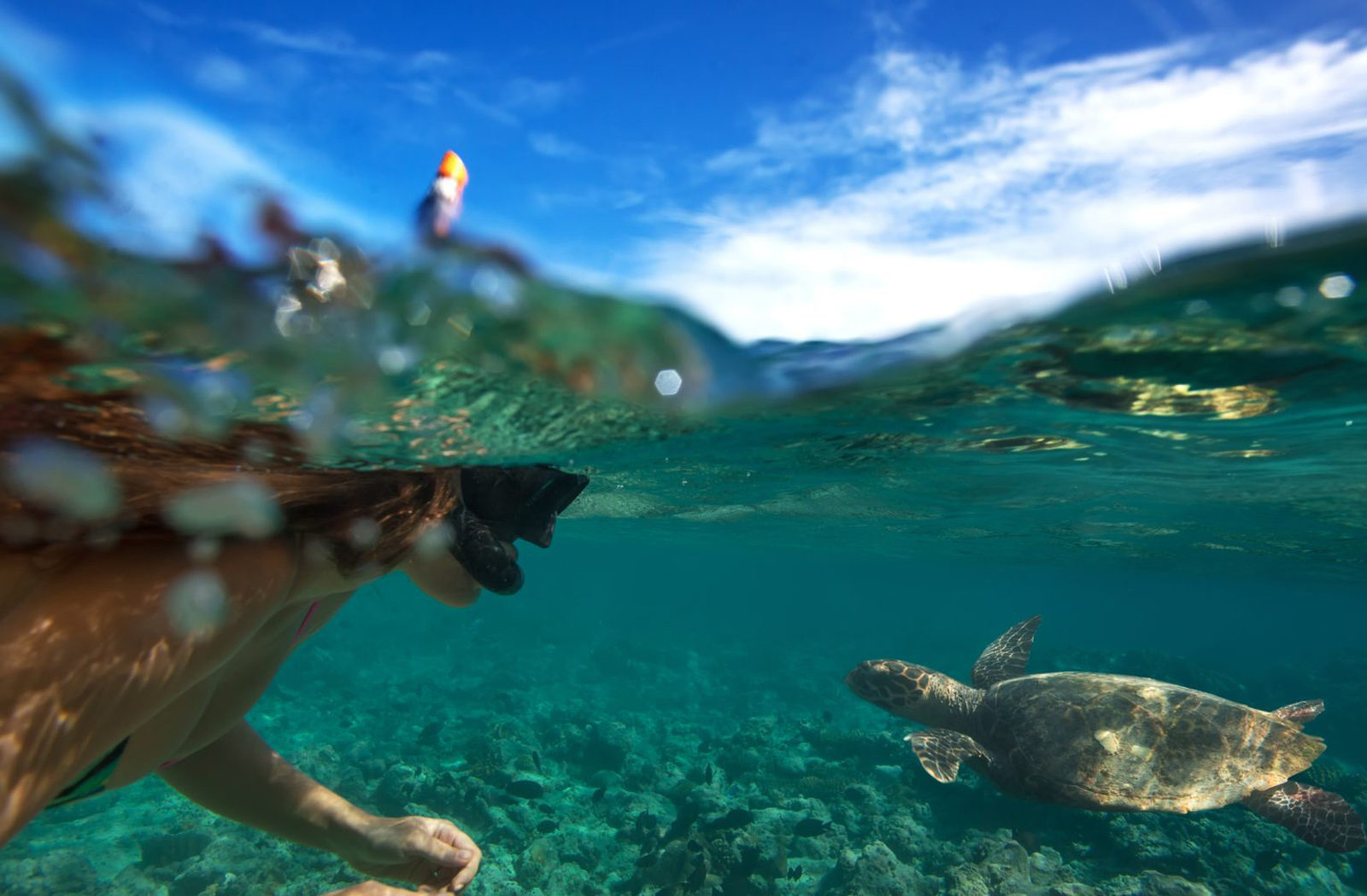 Snorkeling with Turtles