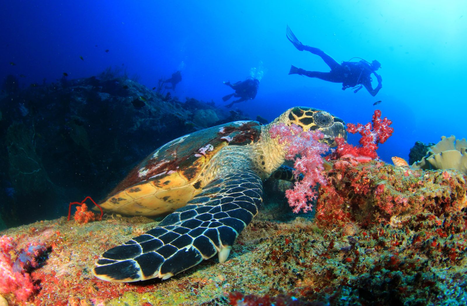 marine safari mozambique