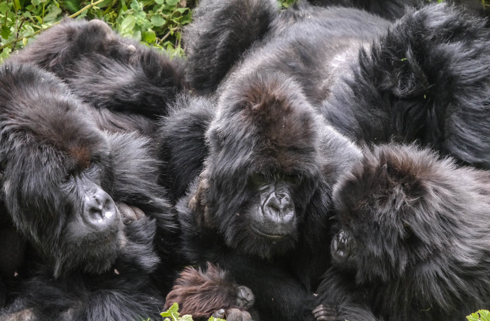 Gorilla Trekking, Volcanoes National Park