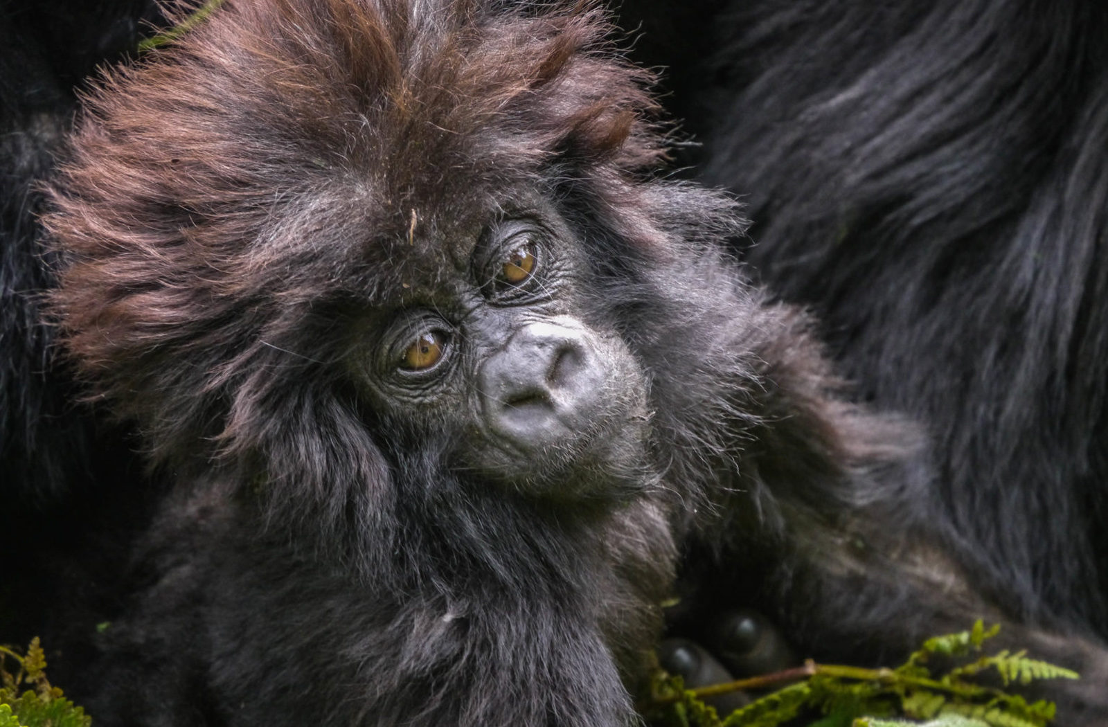 Gorilla Trekking, Volcanoes National Park